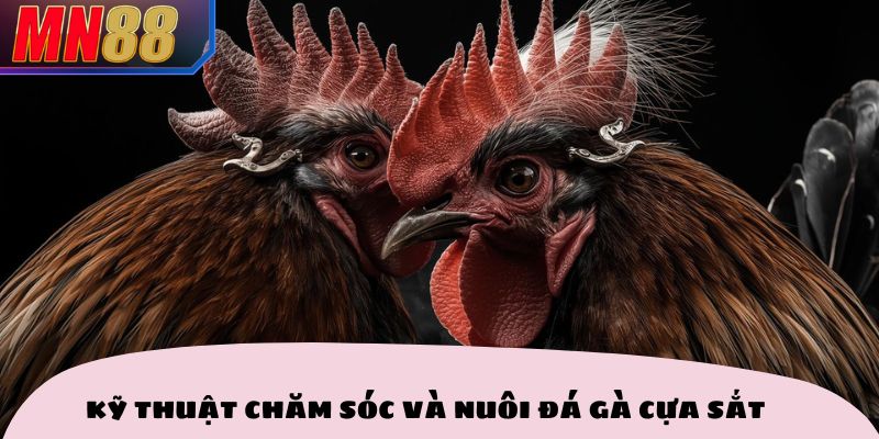 Kỹ thuật chăm sóc và nuôi đá gà cựa sắt